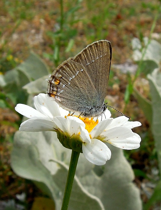 Satyrium ilicis?